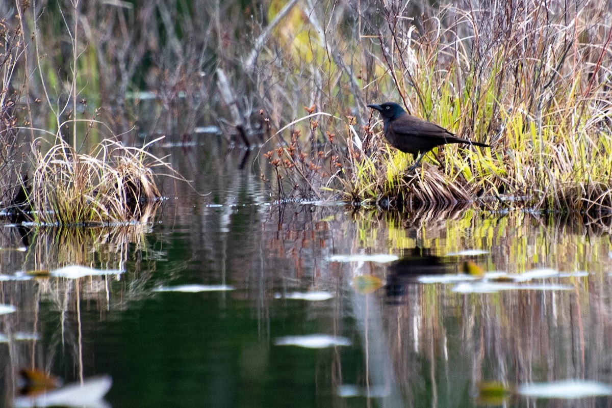 Common Grackle - ML227529571