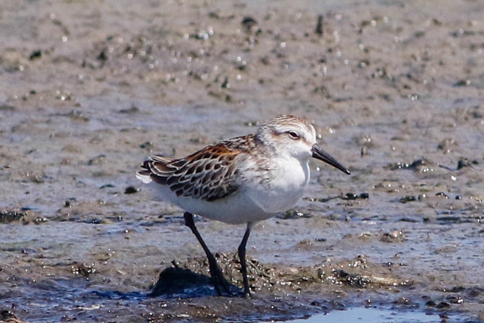 Western Sandpiper - Byron Stone