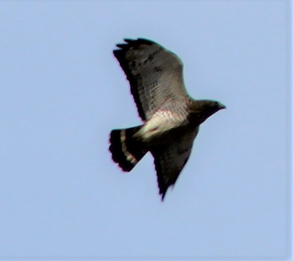 Broad-winged Hawk - ML227530591