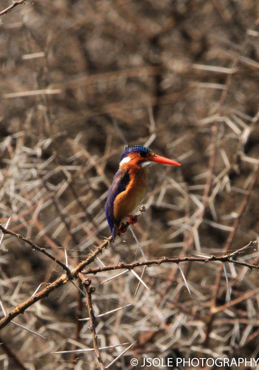 Malachite Kingfisher - ML227531841