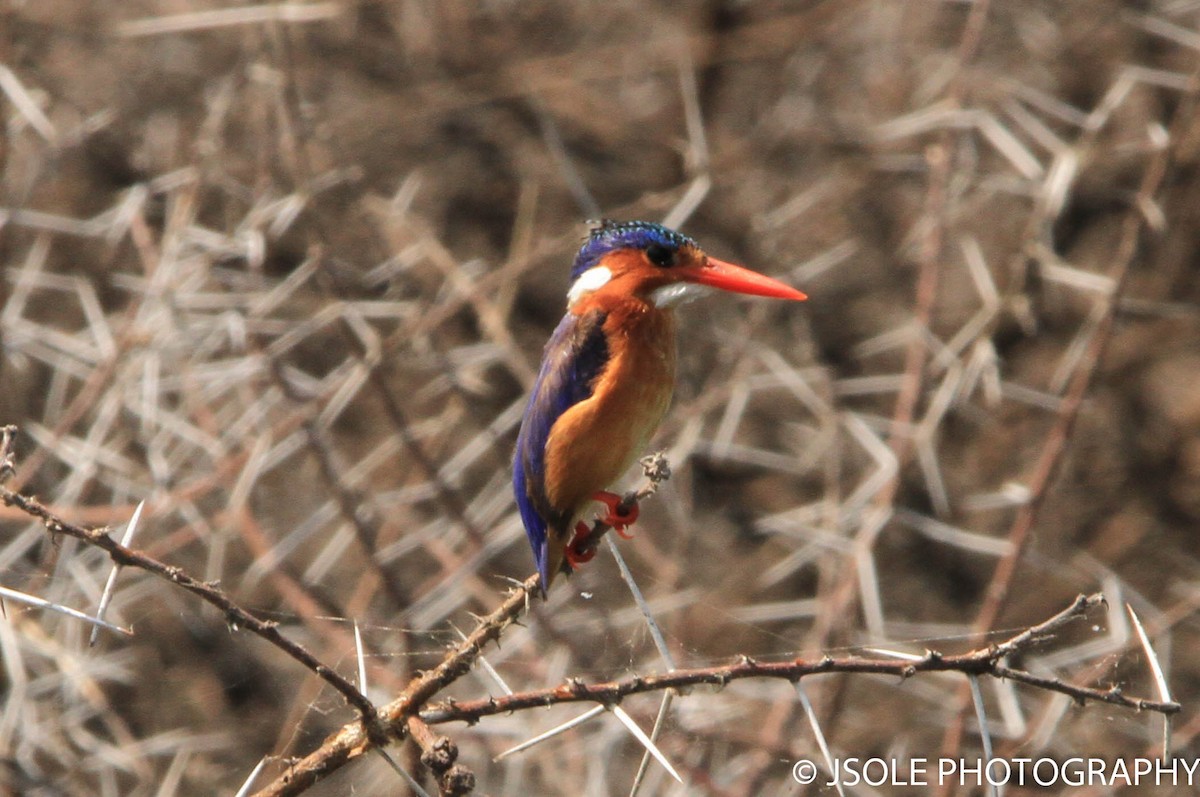 Malachite Kingfisher - ML227531981