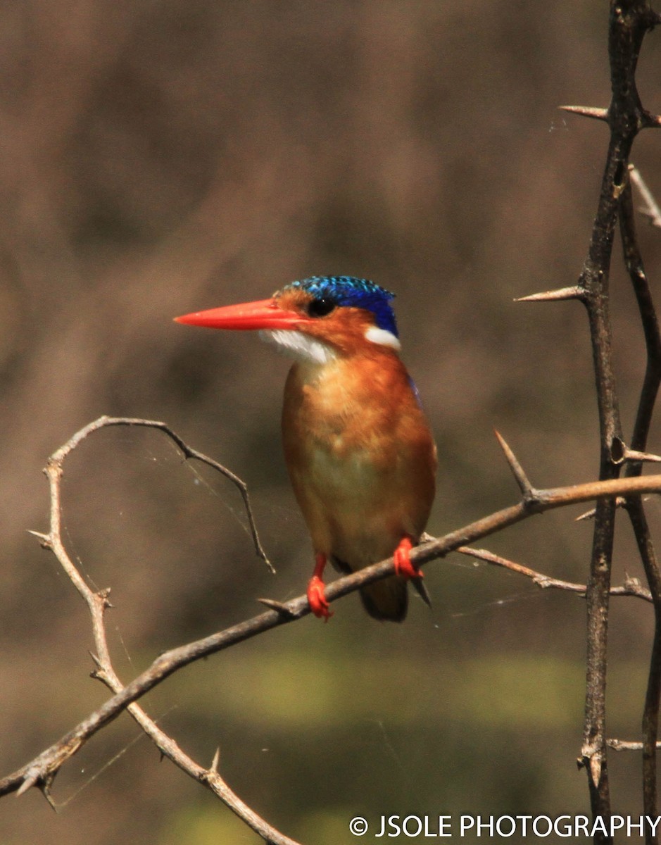 Malachite Kingfisher - Jeffery Sole