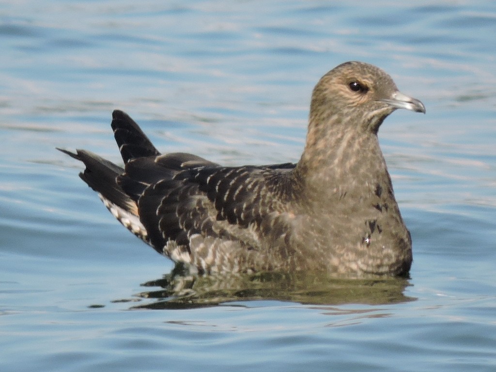 Parasitic Jaeger - ML227532891