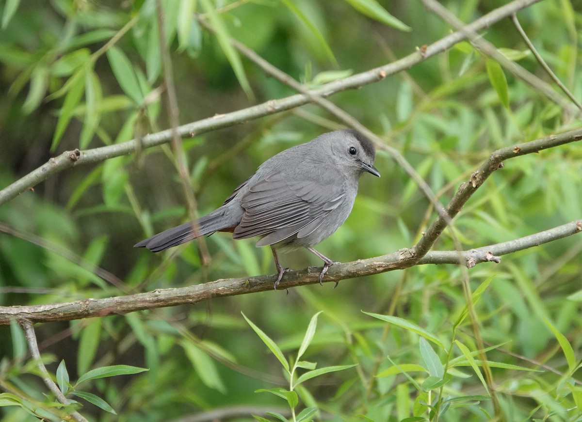 Gray Catbird - ML227533791