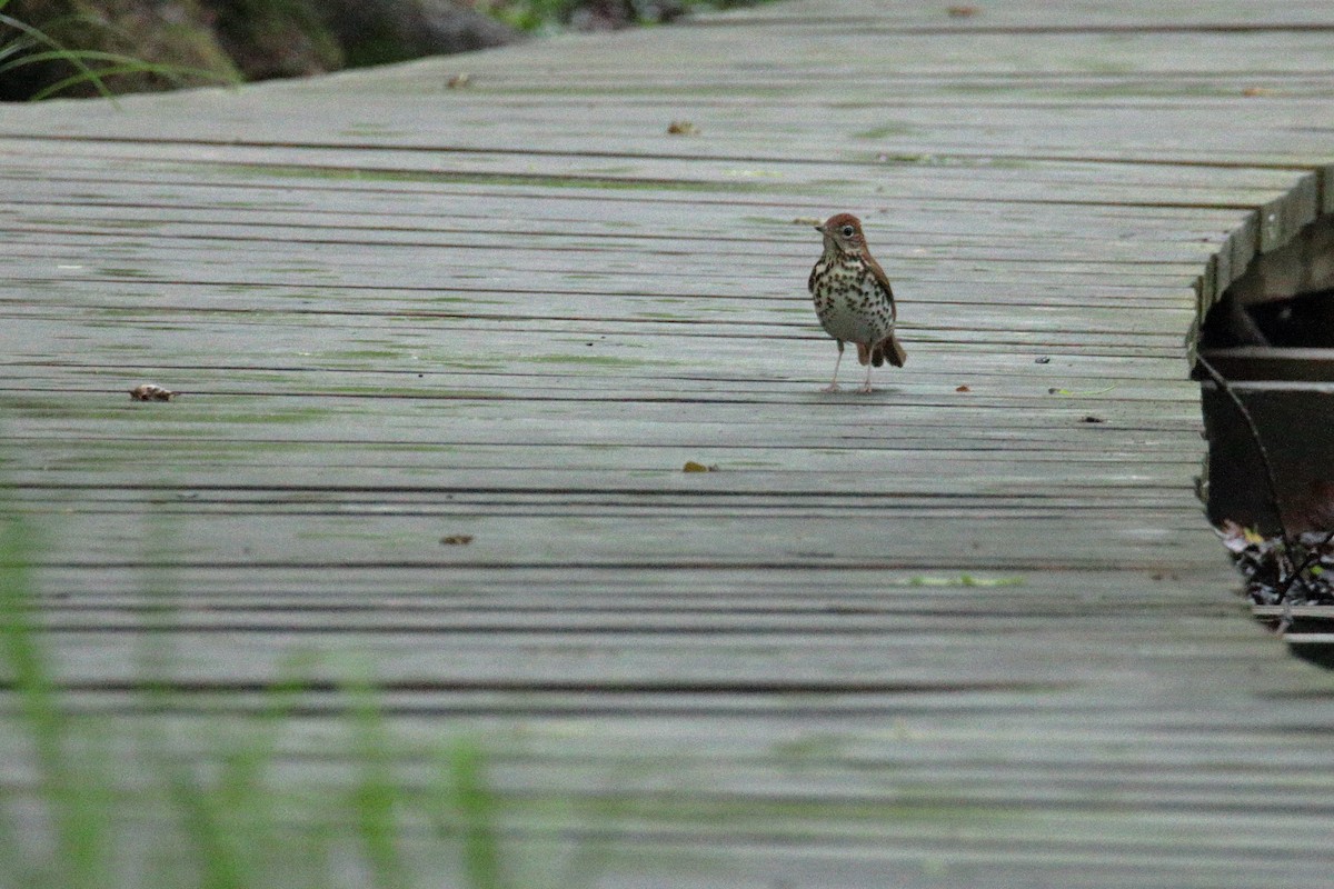 Wood Thrush - ML227534201