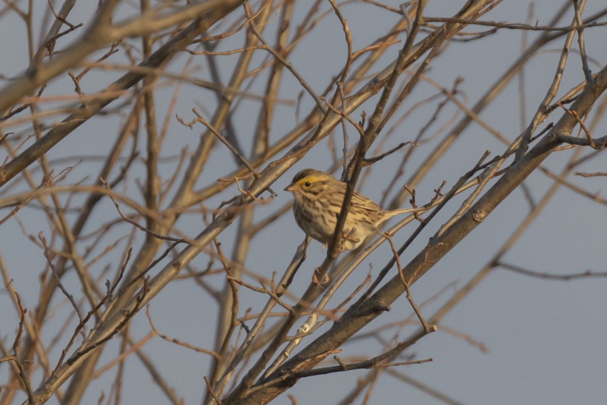 Savannah Sparrow - ML227534291