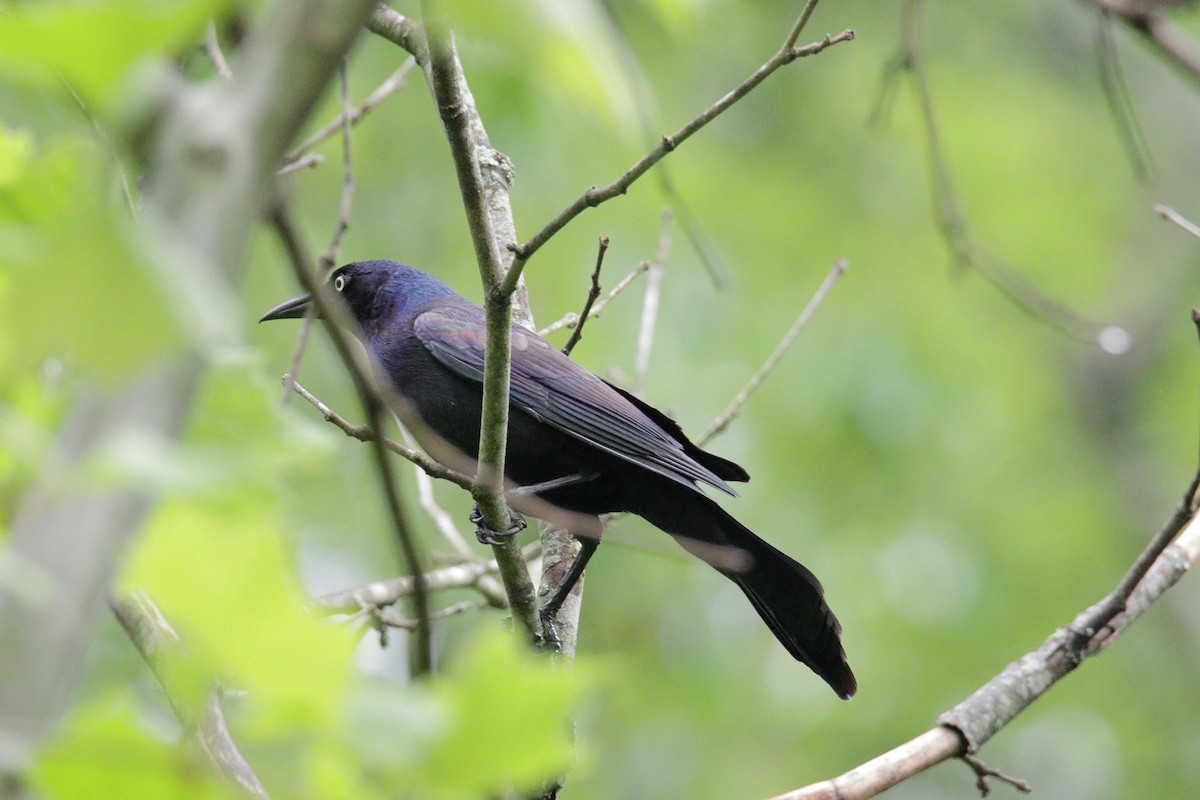 Common Grackle - ML227534391