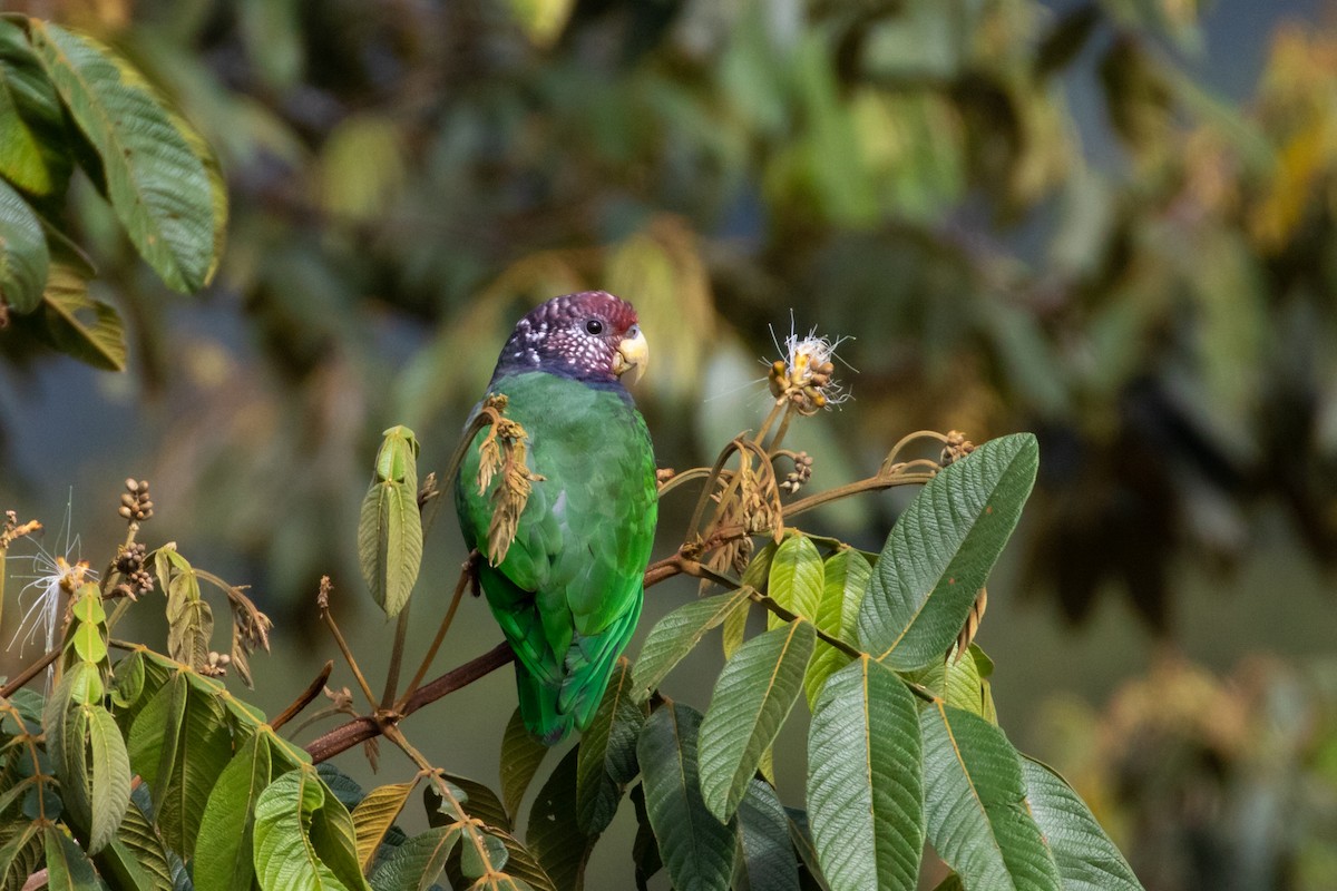 Speckle-faced Parrot - Thibaud Aronson