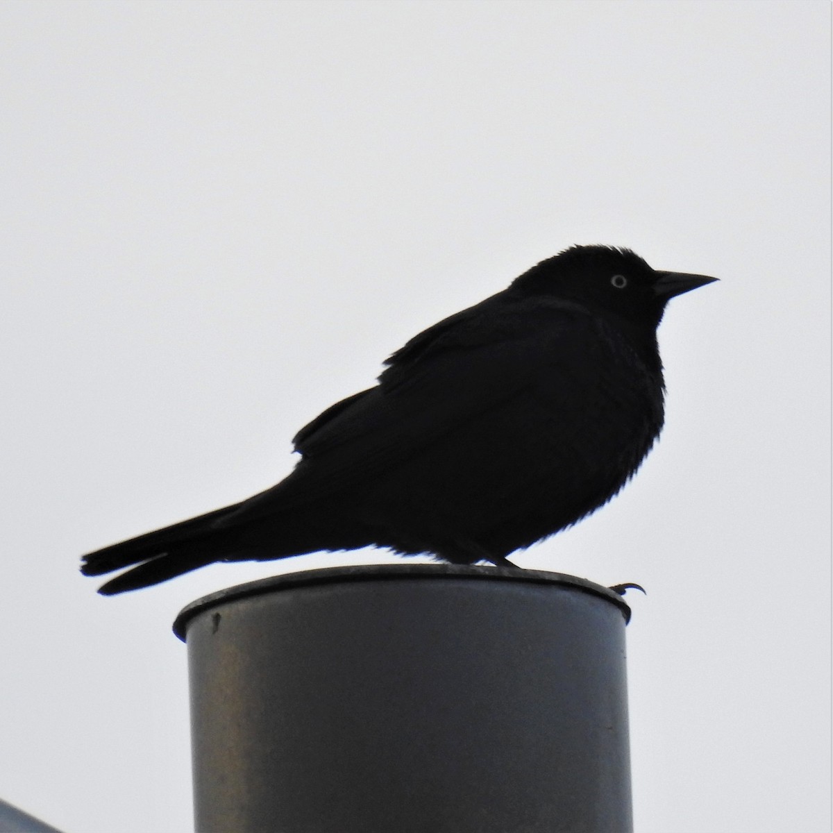 Brewer's Blackbird - ML227534841