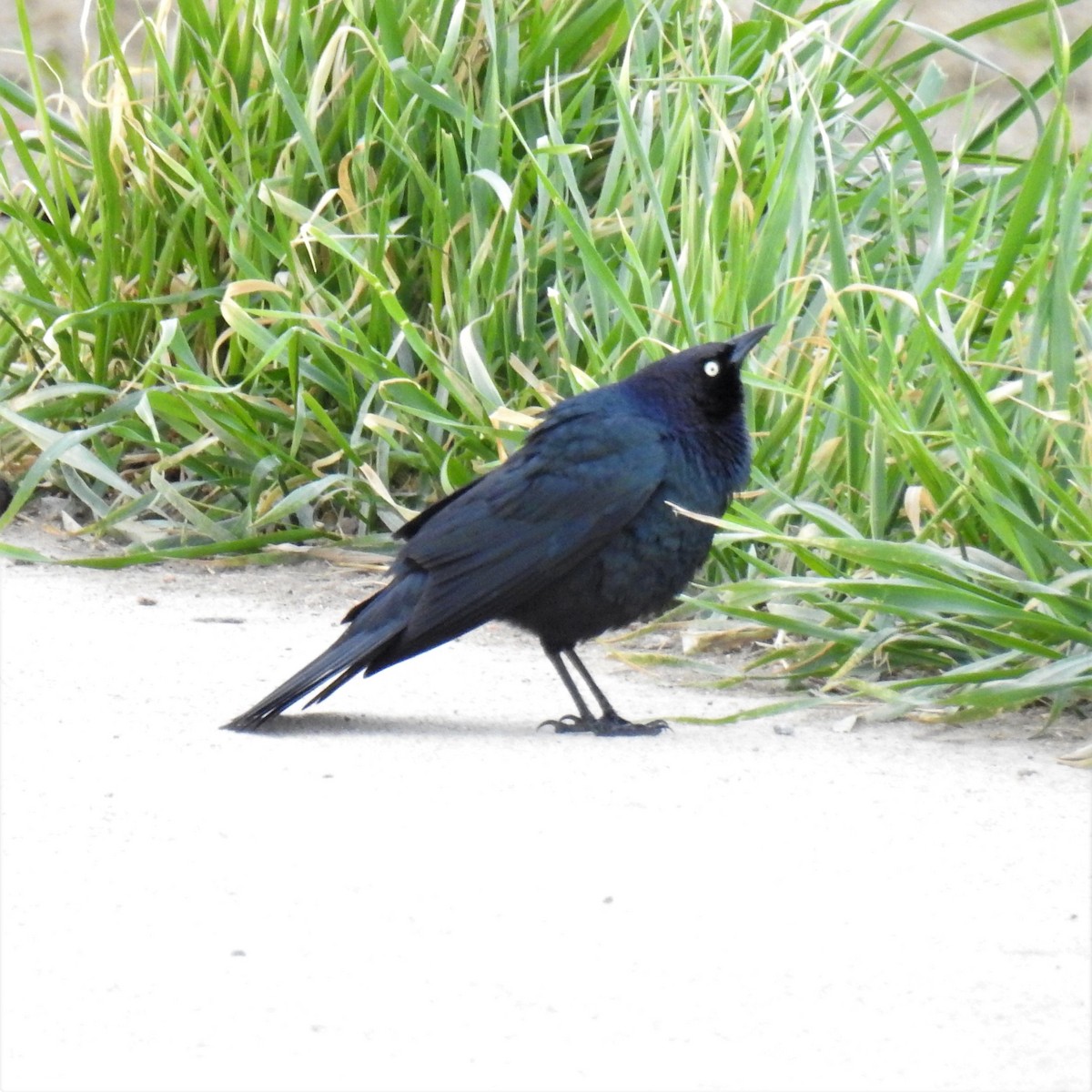 Brewer's Blackbird - ML227534921