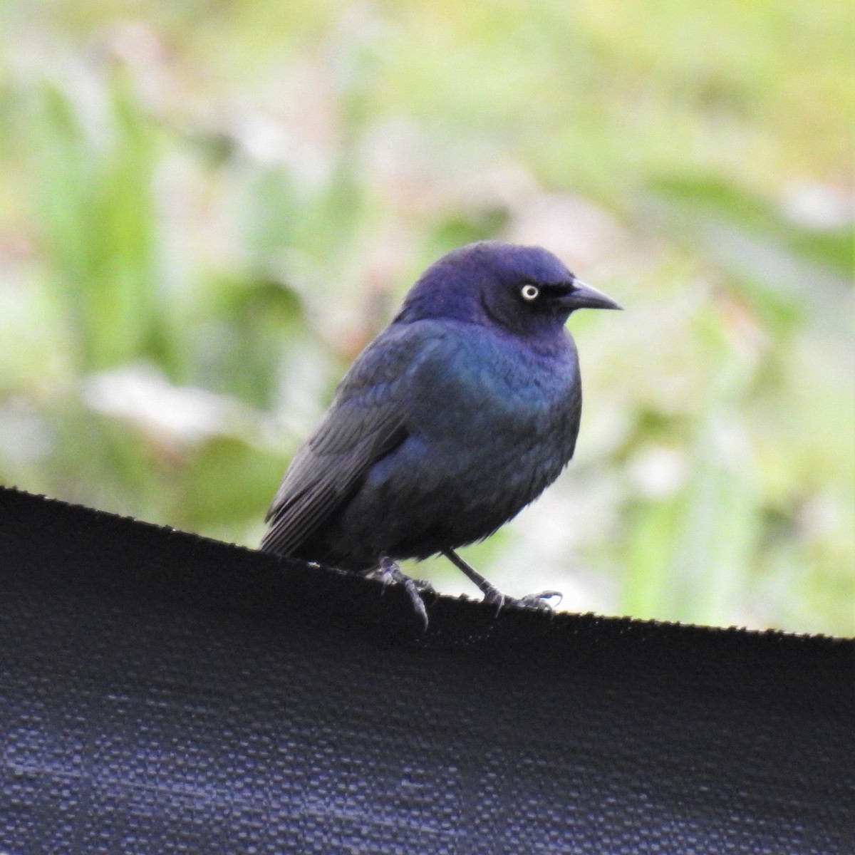 Brewer's Blackbird - ML227534941