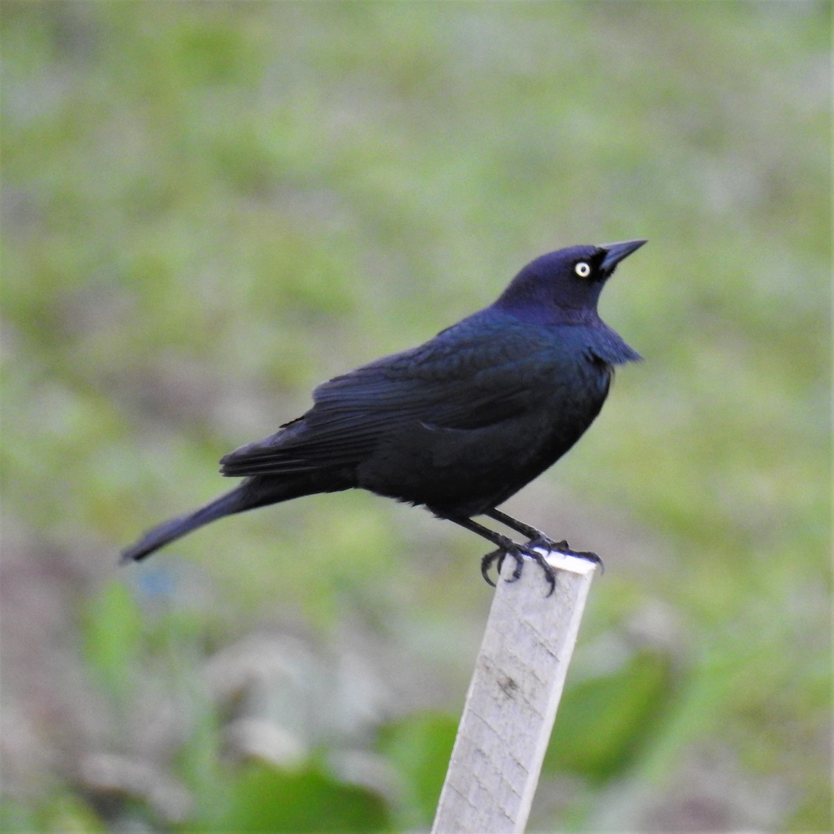 Brewer's Blackbird - ML227535001