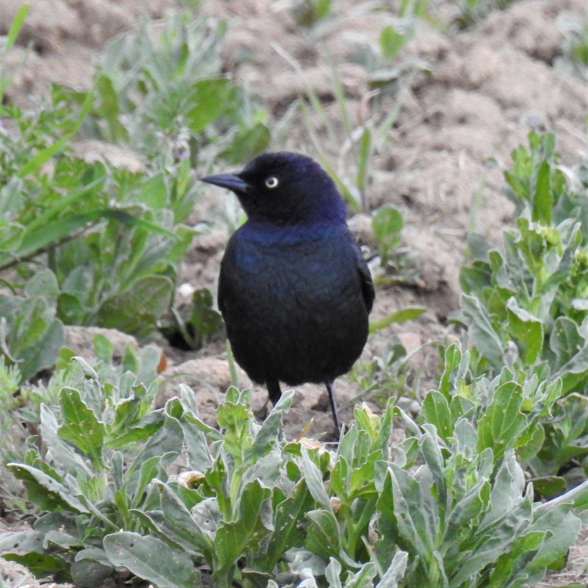 Brewer's Blackbird - ML227535041