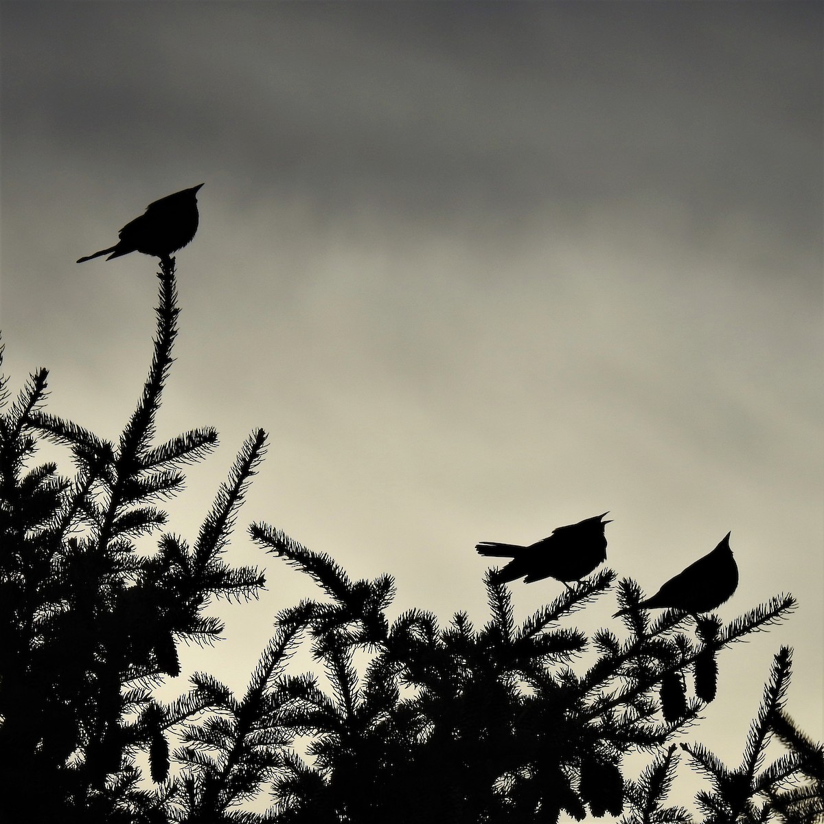 Brewer's Blackbird - Chipper Phillips