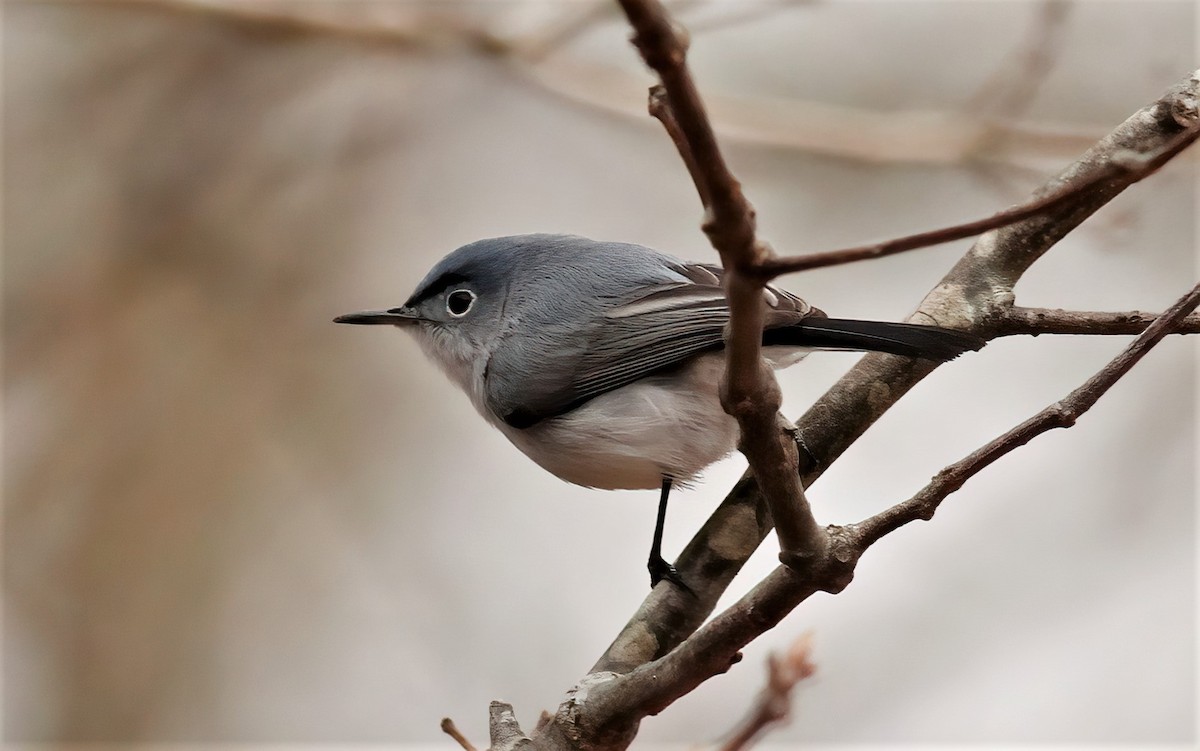 Blue-gray Gnatcatcher - ML227538291