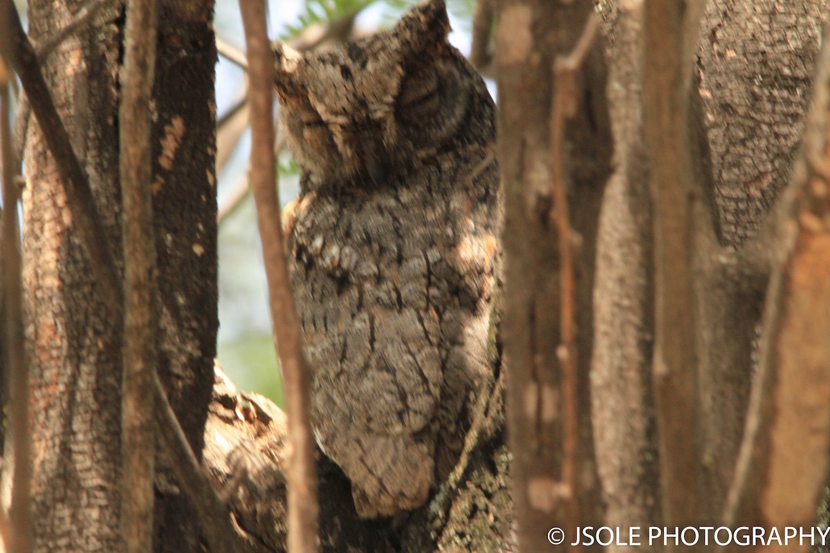 African Scops-Owl - ML227538711