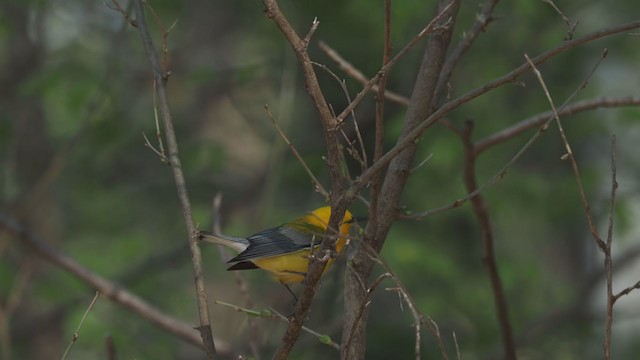 Prothonotary Warbler - ML227538801