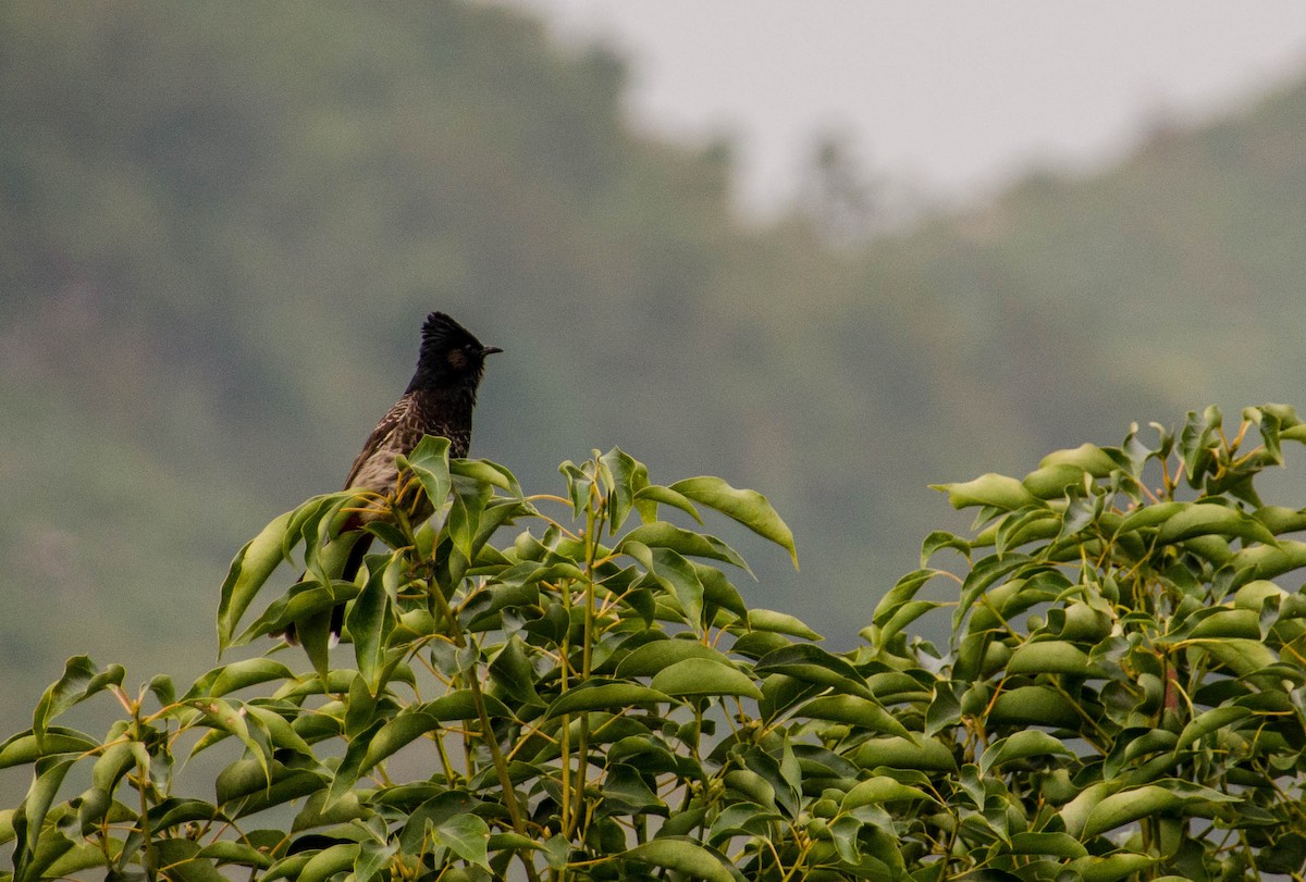 Red-vented Bulbul - ML227539401