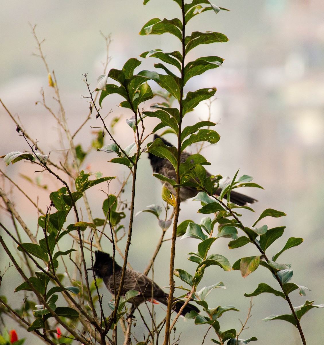 Bulbul à ventre rouge - ML227539421