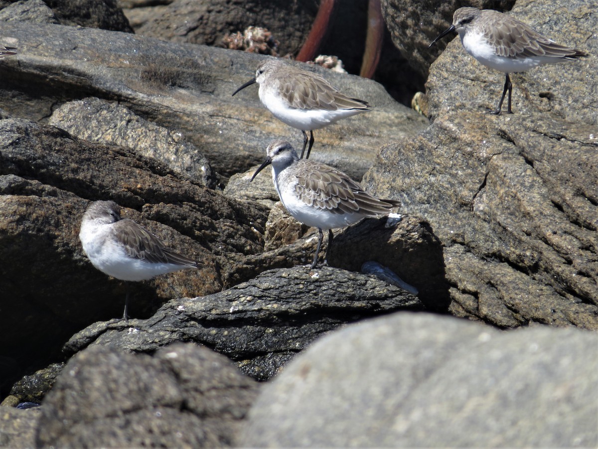 Curlew Sandpiper - ML227539621