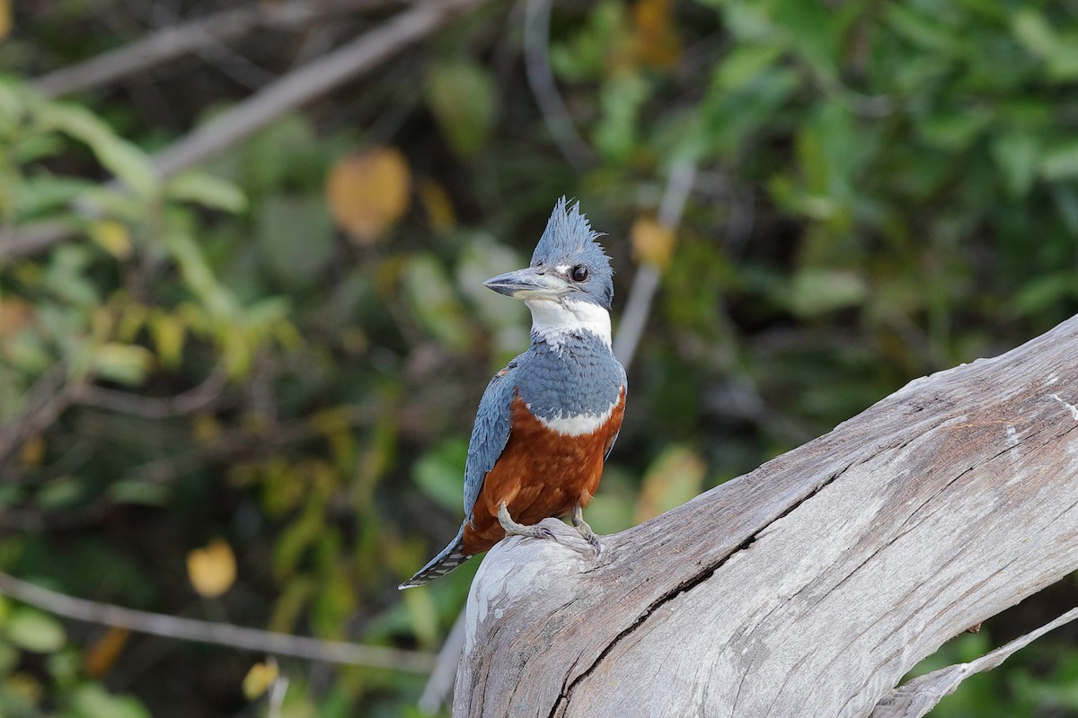 Ringed Kingfisher - ML227540131