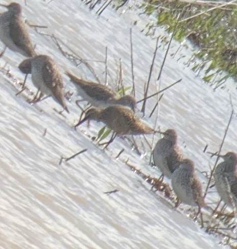 Long-billed Dowitcher - ML227540301