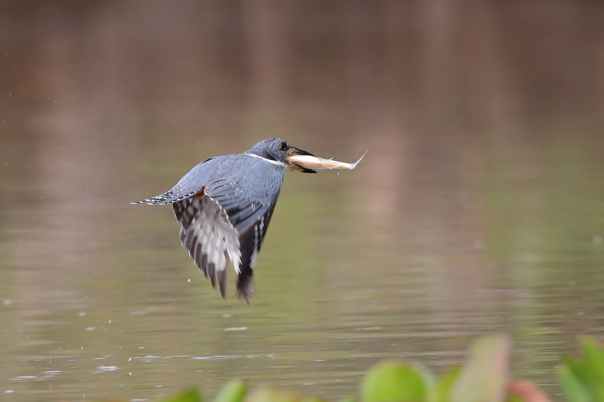 Ringed Kingfisher - ML227541261