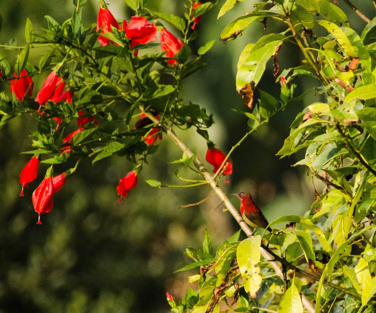 Crimson Sunbird - Charlotte  Muuls