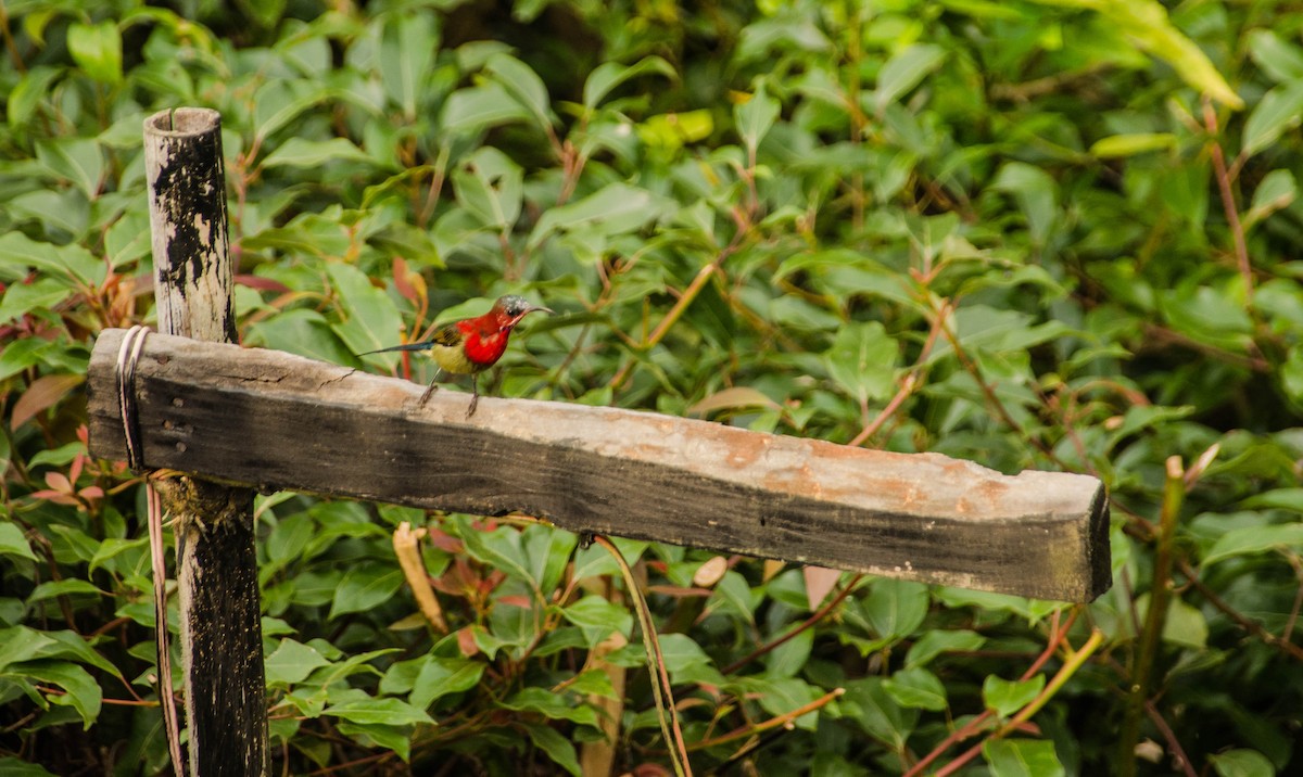 Crimson Sunbird - Charlotte  Muuls