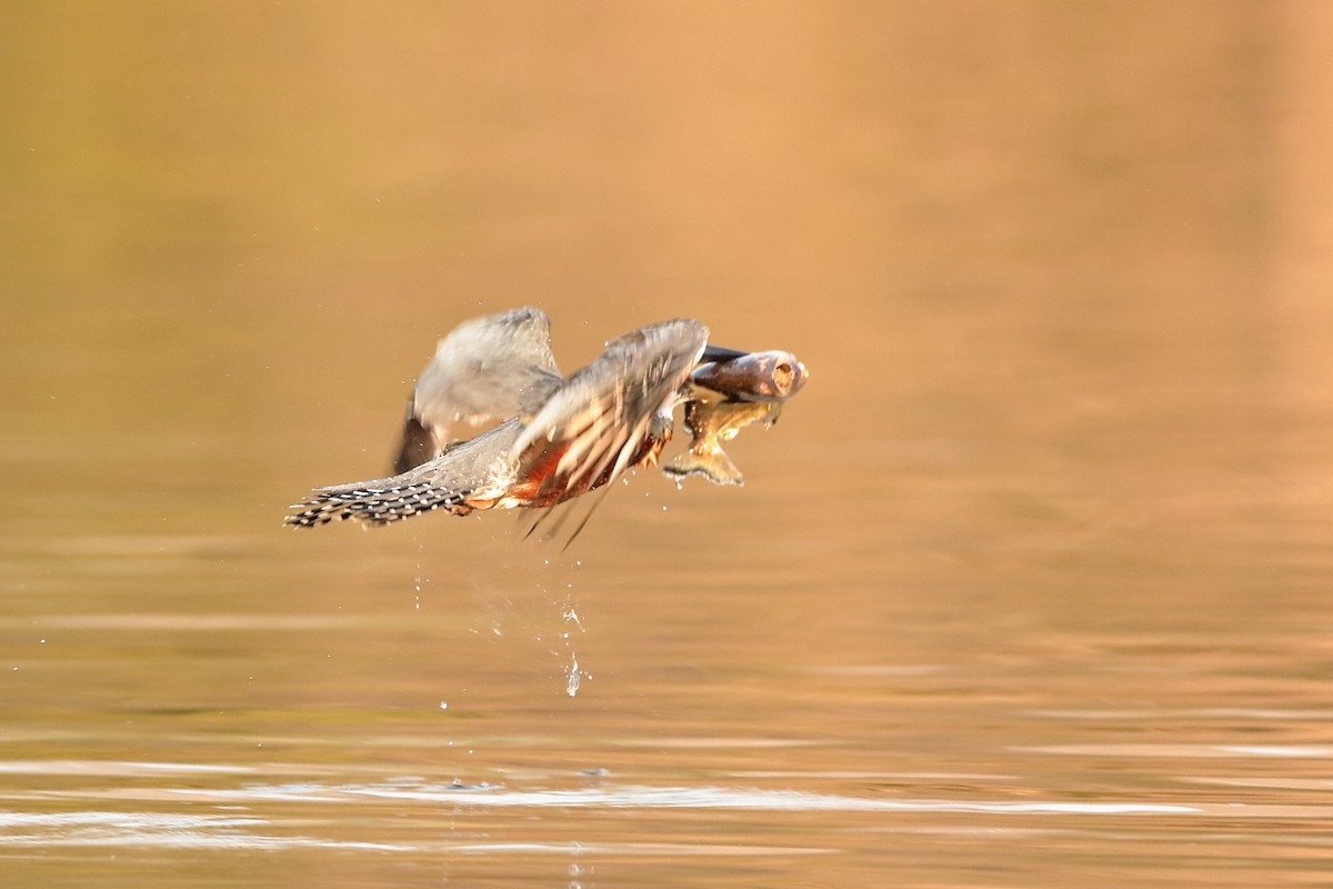 Ringed Kingfisher - ML227541771