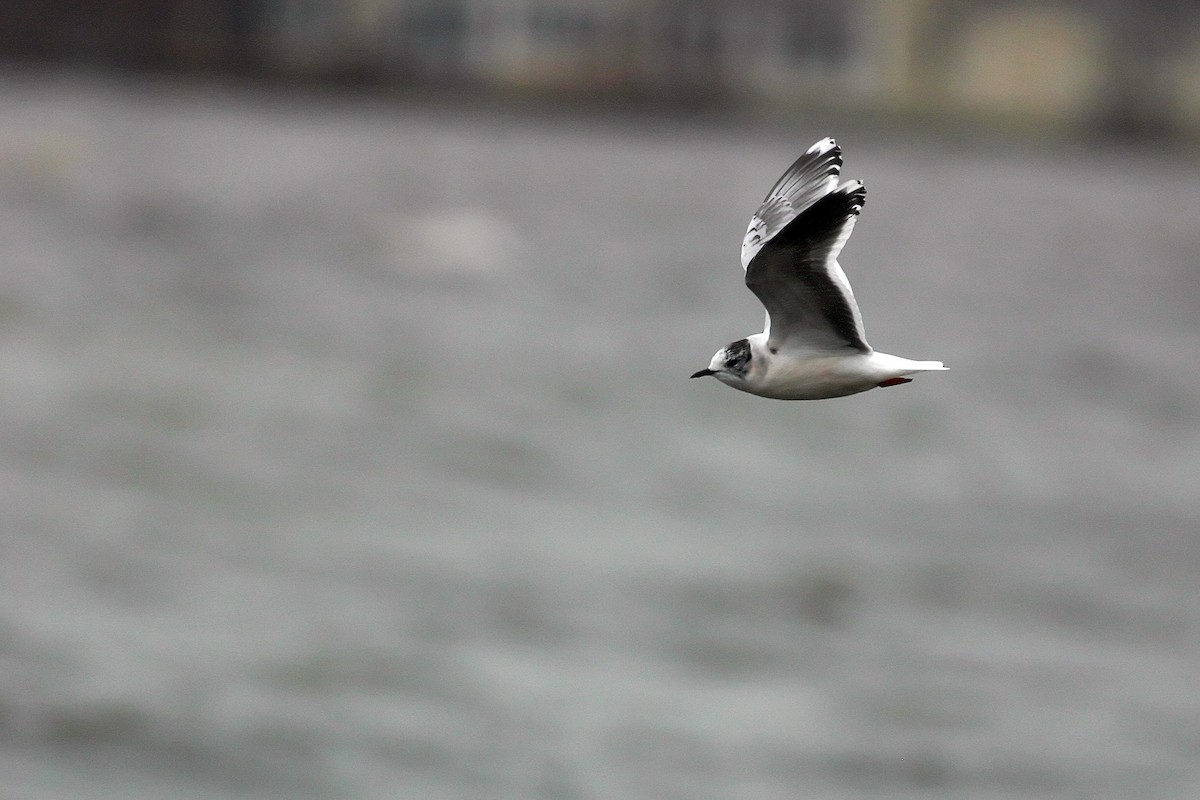 Gaviota Enana - ML22754211