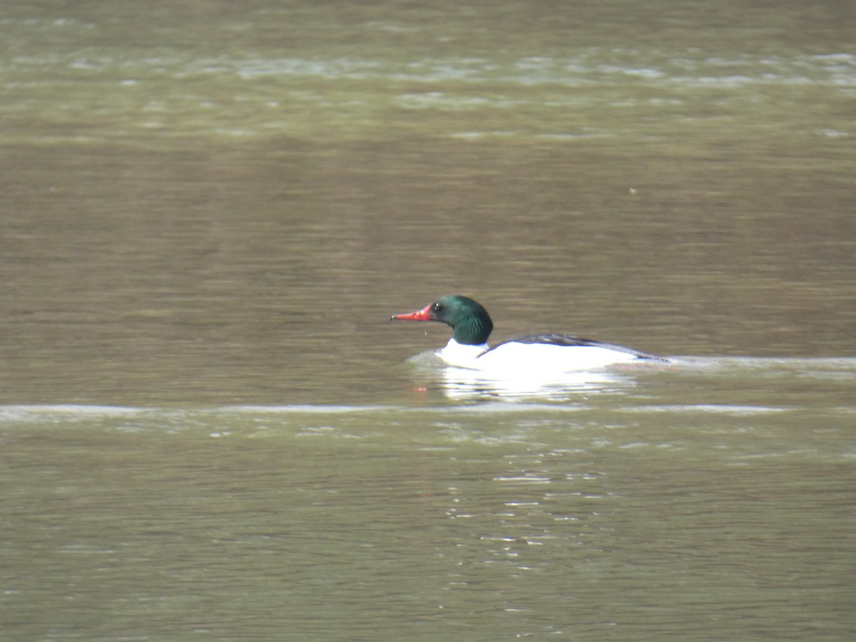 Common Merganser - David Marsland