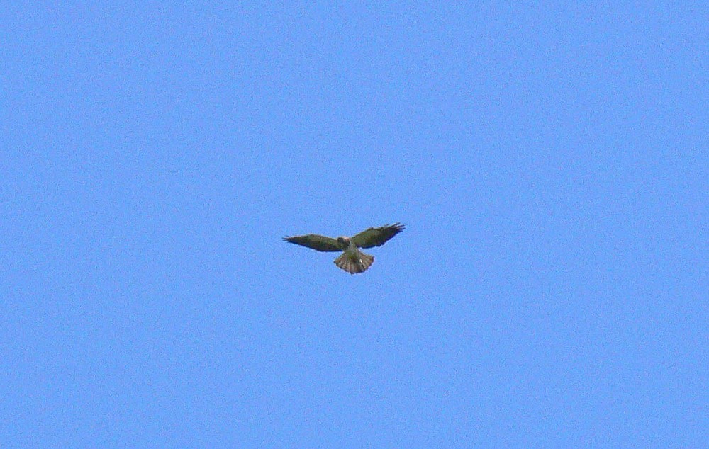 Swainson's Hawk - ML227542611