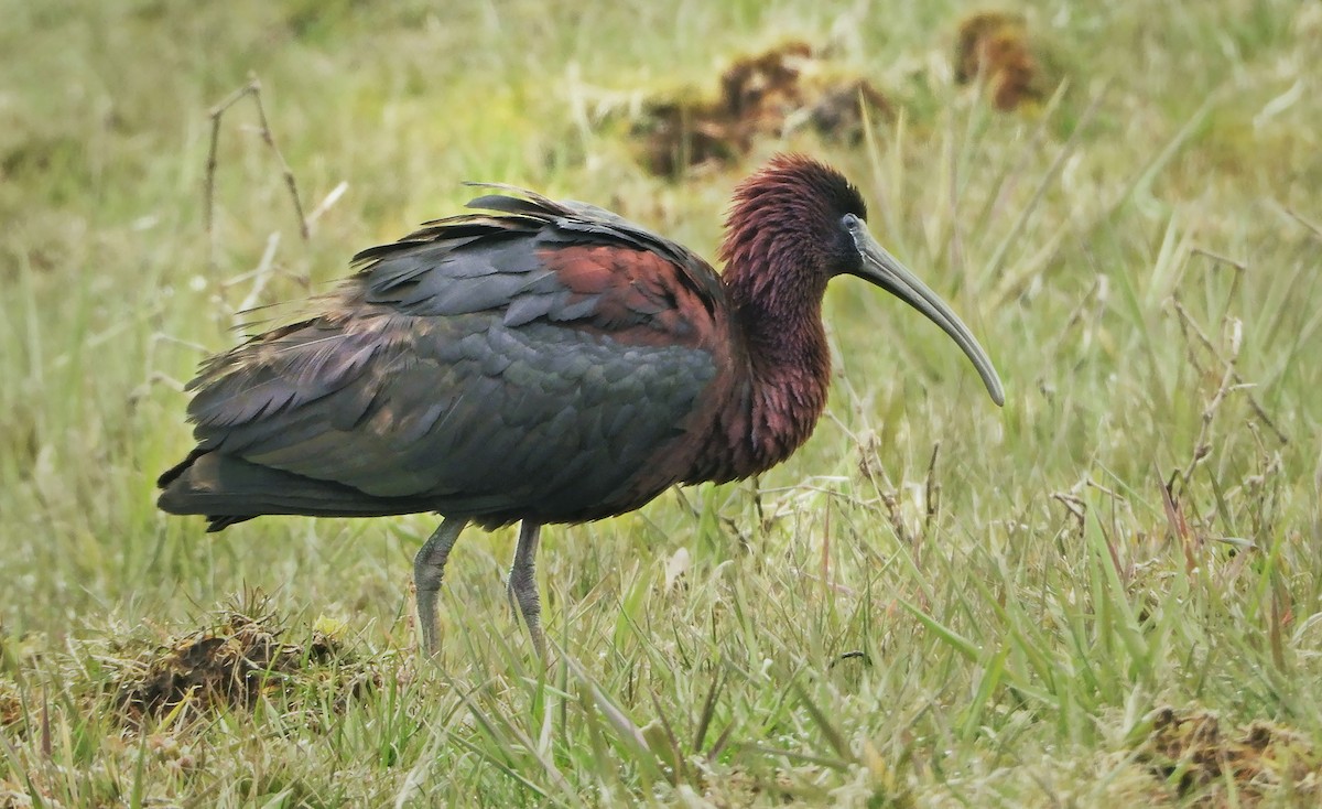 Glossy Ibis - ML227542731