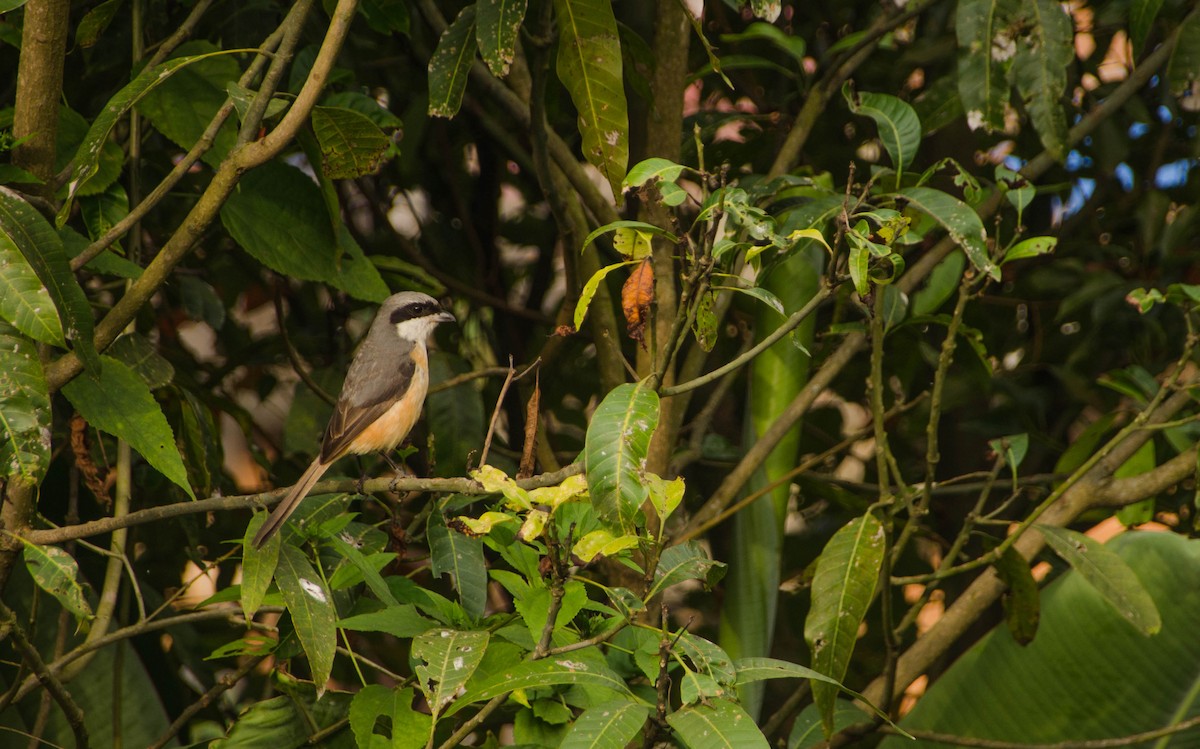 Gray-backed Shrike - Charlotte  Muuls