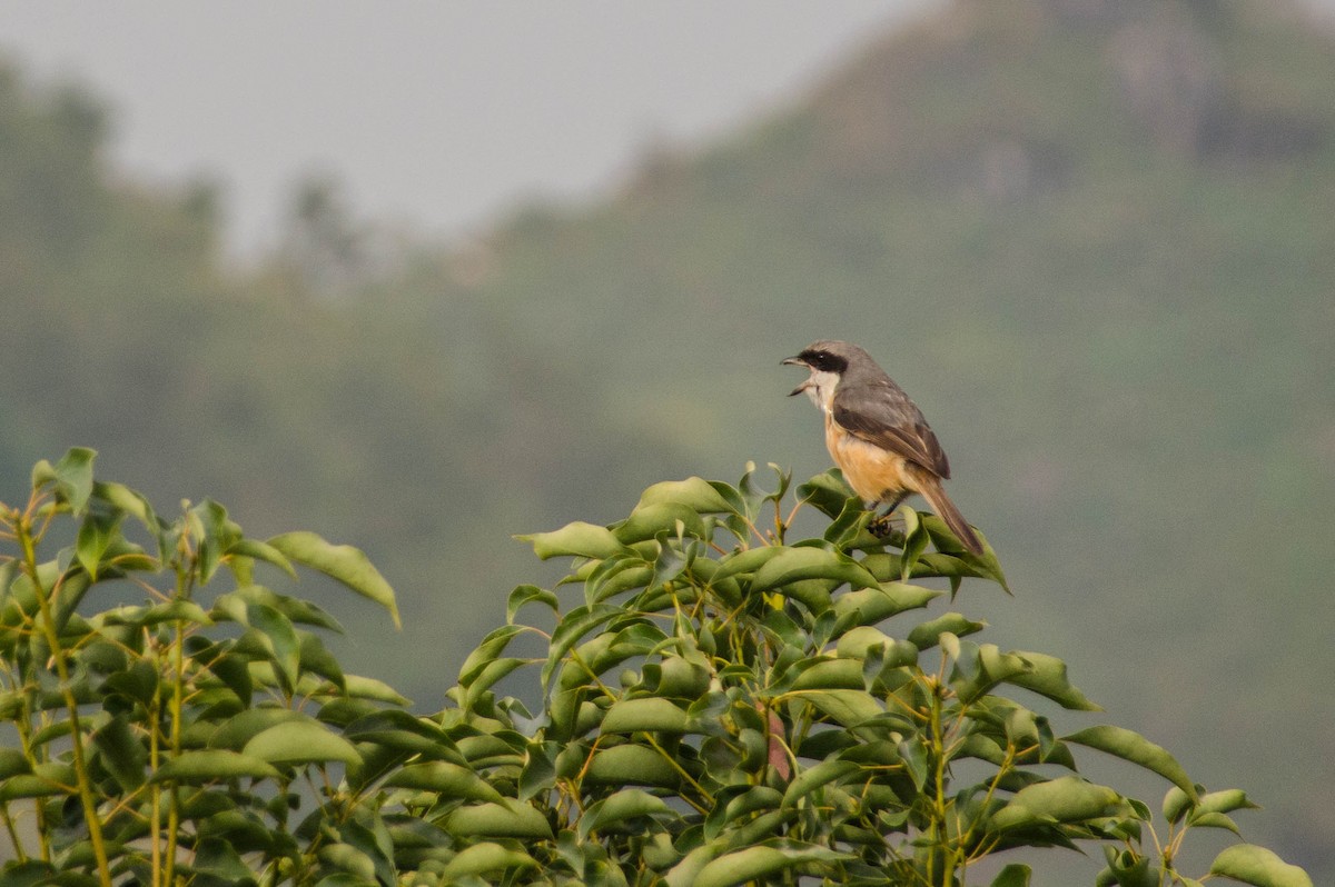 Gray-backed Shrike - Charlotte  Muuls