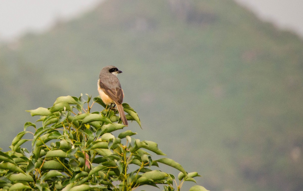 Gray-backed Shrike - Charlotte  Muuls