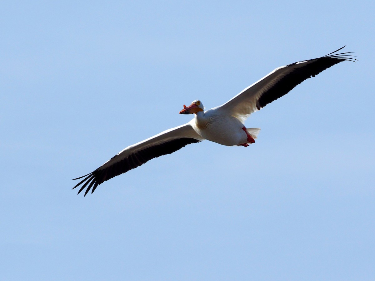 American White Pelican - Leslie S