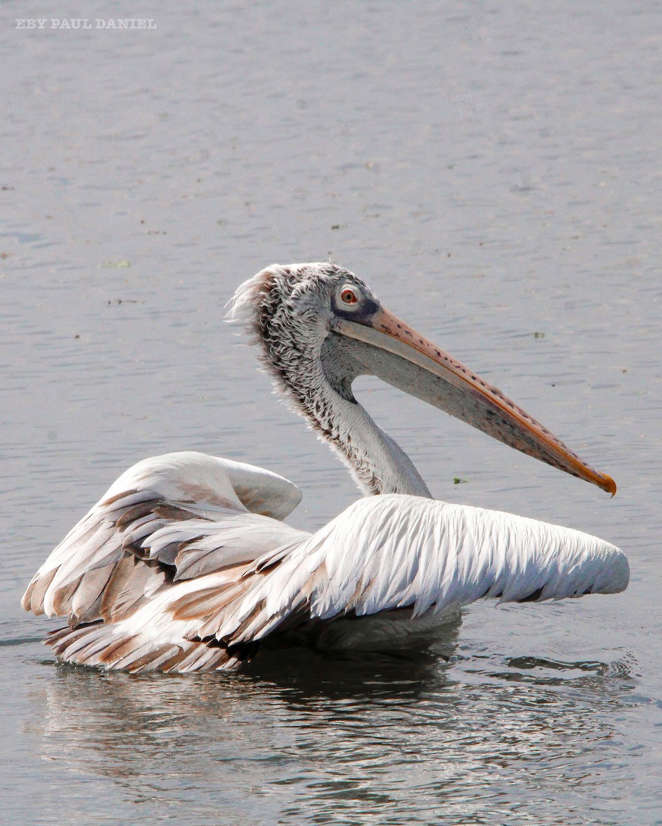 Spot-billed Pelican - Eby Paul Daniel