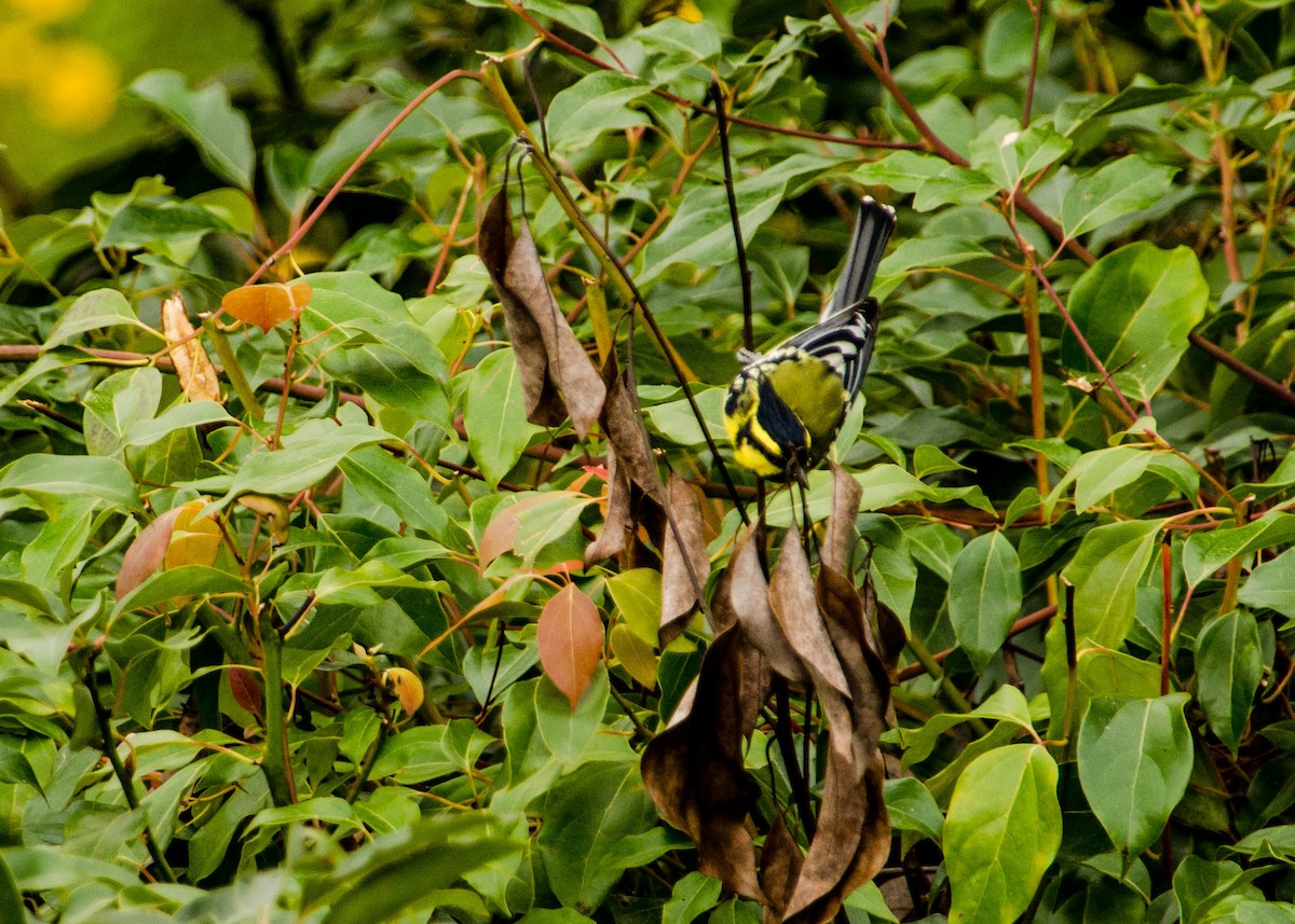 Mésange à joues jaunes - ML227549081