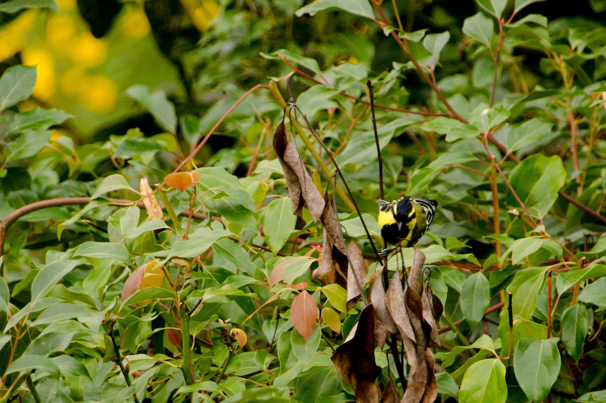 Mésange à joues jaunes - ML227549111