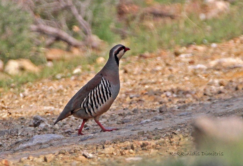 Chukar - ML227549841