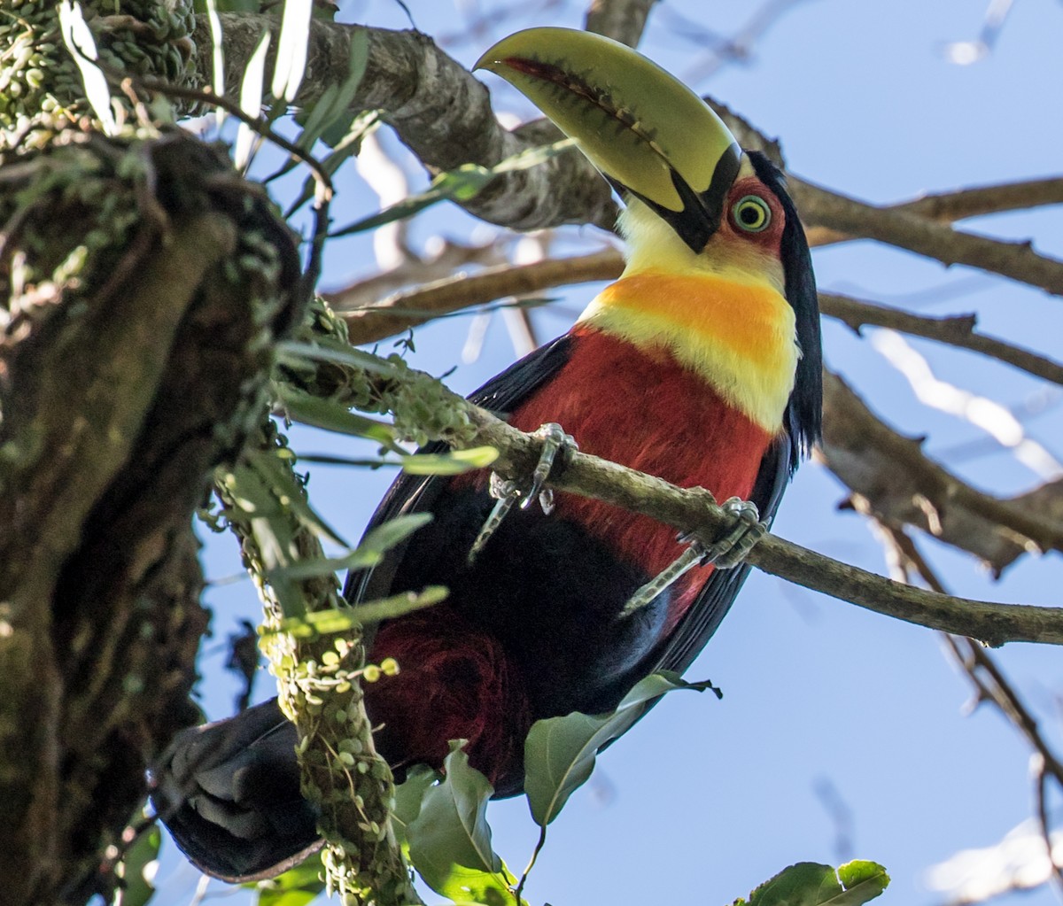 Red-breasted Toucan - ML227551751