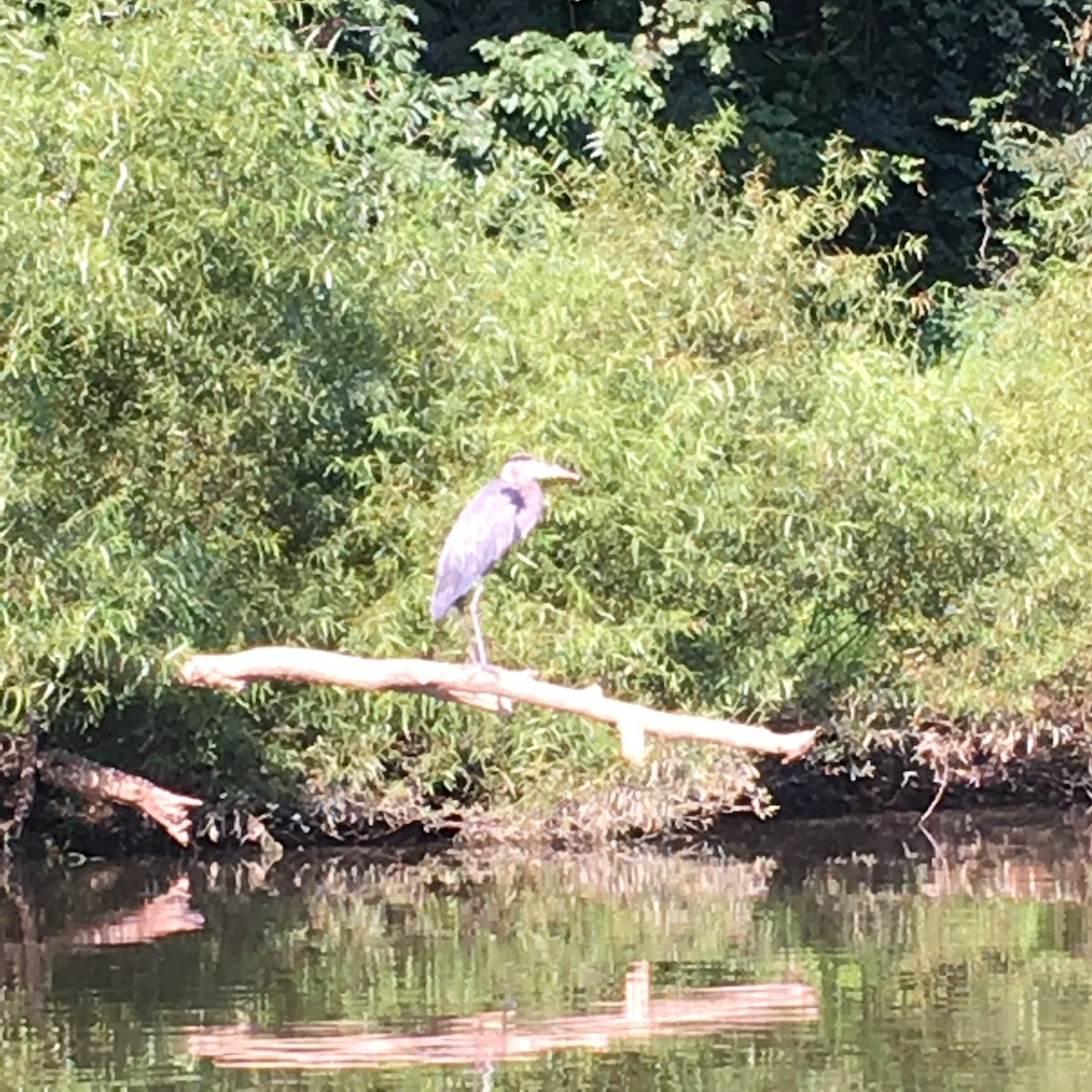 Great Blue Heron - ML227554071