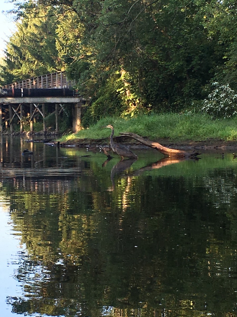 Great Blue Heron - ML227554081