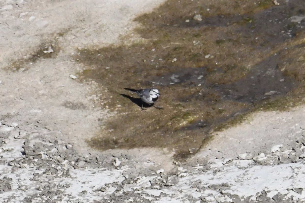 White Wagtail (ocularis) - ML227555571