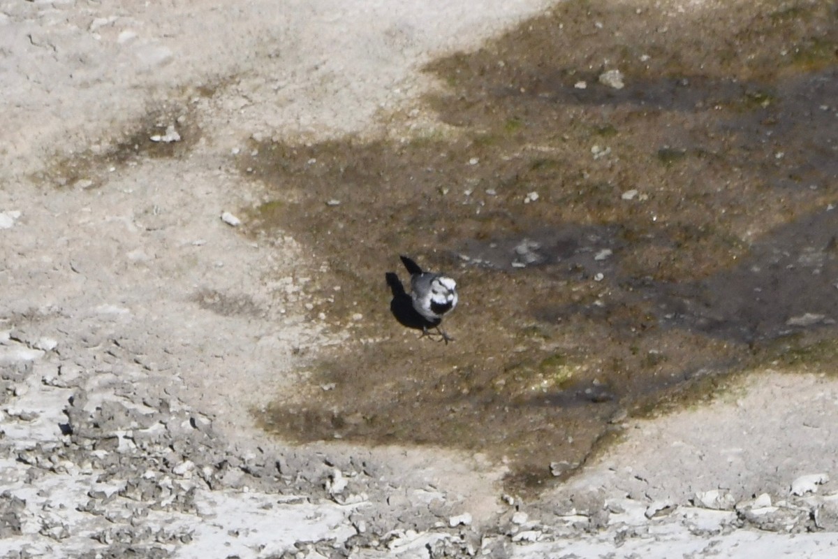 White Wagtail (ocularis) - ML227555581