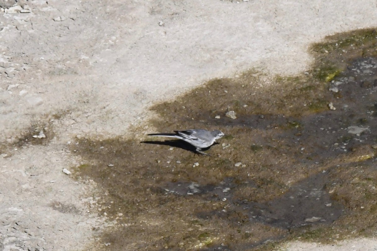 White Wagtail (ocularis) - ML227555591