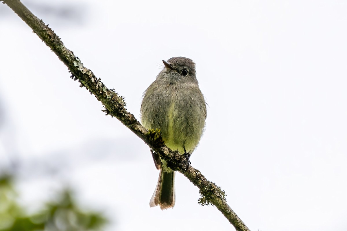 Hammond's Flycatcher - Yikun Wei