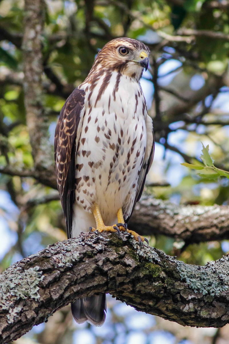 Broad-winged Hawk - ML227556451